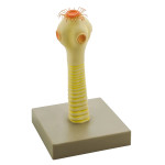 Head of the Pork Tape Worm Model